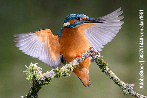 Eisvogel, Alcedo atthis